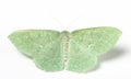 Large emerald moth