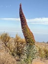 A large endemic Teide Tajinaste Echium wildpretii,Boraginaceae