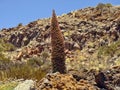 A large endemic Teide Tajinaste Echium wildpretiiin Teide National Park on Tenerife