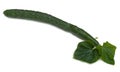 Large English Cucumber