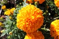 Large English marigold or Pot marigold fully open blooming orange flower surrounded with other flowers and flower buds on dark