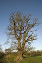 Large English Oak Royalty Free Stock Photo