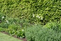 Large English Perennial border and lupins