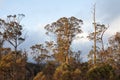 Large Eucalypt Trees Tasmania