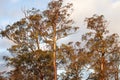 Large Eucalypt Trees Tasmania