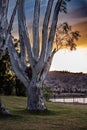 Large Eucalyptus gum trees stand beside river lake in grass parklands against early morning sky