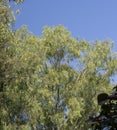 Large Eucalyptus obliqua Tree in Garden of Central India