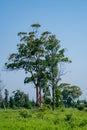 Large eucalyptus tree in a deserted place