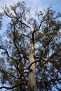 Large Eucalyptus Tree