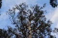 Large Eucalyptus Tree