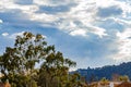 Large eucalyptus tree with neighborhood, mountain hillside ecology, homes and big sky of glowing clouds