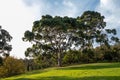 Large eucalyptus tree in a park at sunset.