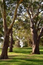 Large eucalyptus trees in park