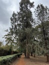 Large eucalyptus trees inside the Arboretum in Nairobi Kenya