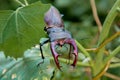Large european beetle male in nature Royalty Free Stock Photo