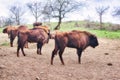 Large European bisons called Zubor in Zubria obora enclosure near Lovce village Royalty Free Stock Photo