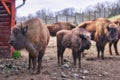 Large European bisons called Zubor in Zubria obora enclosure near Lovce village Royalty Free Stock Photo