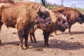 Large European bisons called Zubor in Zubria obora enclosure near Lovce village Royalty Free Stock Photo