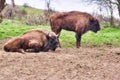 Large European bisons called Zubor in Zubria obora enclosure near Lovce village Royalty Free Stock Photo