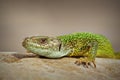 Large european green lizard close up Royalty Free Stock Photo