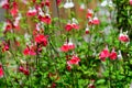 Large evergreen shrub of white and red Salvia microphylla Hot Lips flowers, commonly known as the baby sage, Graham`s or blackcurr Royalty Free Stock Photo