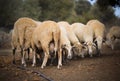 Sheep Flock in Turkey.