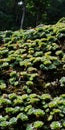 Large expanses of succulent plants Royalty Free Stock Photo
