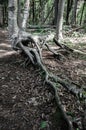 Large and exposed tree roots in a forest. Royalty Free Stock Photo