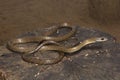 Large eye bronzeback tree snake, Dendrelaphis sp, Colubridae, Silent Valley National Park, Kerala Royalty Free Stock Photo