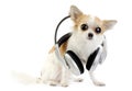 Large-eyed chihuahua with headphones isolated