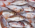 Large eyed dentex fish for sale Royalty Free Stock Photo