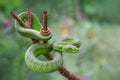 Large-eyed Green Pitviper or Green pit vipers or Asian pit viper.