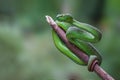 Large-eyed Green Pitviper or Green pit vipers or Asian pit viper.