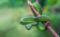 Large-eyed Green Pitviper or Green pit vipers or Asian pit viper.