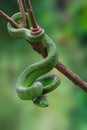 Large-eyed Green Pitviper or Green pit vipers or Asian pit viper.
