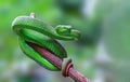 Large-eyed Pit Viper or Trimeresurus macrops, beautiful green snake coiling resting on tree branch with green background. Royalty Free Stock Photo