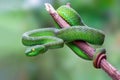 Large-eyed Pit Viper or Trimeresurus macrops, beautiful green snake coiling resting on tree branch with green background.