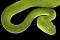 Large-eyed pitviper (Trimeresurus macrops) Royalty Free Stock Photo