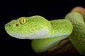 Large-eyed pitviper (Trimeresurus macrops)