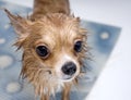 Large-eyed wet dog chihuahua