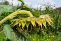 Big sunflower close up Royalty Free Stock Photo