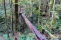 A large fallen cedar tree in the middle of a evergreen forest