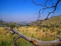 LARGE FALLEN DEAD BRANCH ON SOUTH AFRICAN HIGHVELD