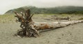 A Large Fallen Tree Along the Oregon Coast Royalty Free Stock Photo