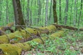 Large fallen mossy tree trunks