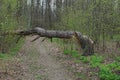 Fallen pine tree on a forest path Royalty Free Stock Photo