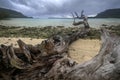 large fallen tree on beach in port orly in Vanuatu Royalty Free Stock Photo