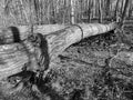 Large Fallen Tree in Black and White Royalty Free Stock Photo