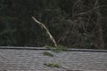 large fallen tree branch stuck in roof shingles Royalty Free Stock Photo