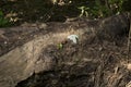 Rotting log with flood debris